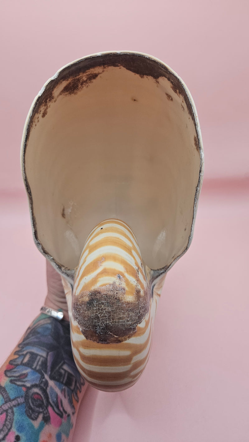 8-inch natural nautilus shell with smooth spiral pattern and creamy pearlescent finish.