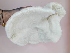 Vintage White Mushroom Coral- Fungia fungites
