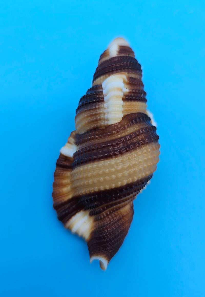  2-inch Cymatium flaveolum shell with brown and gold stripes for coastal décor display