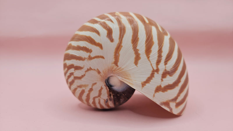 4-inch natural nautilus shell with smooth spiral pattern and creamy pearlescent finish.