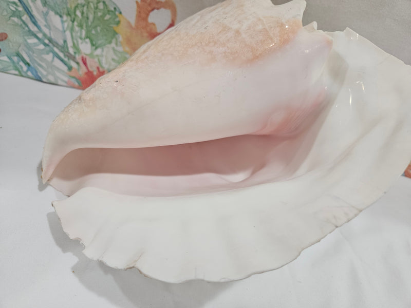 Vintage Pink Queen Conch 9.5"