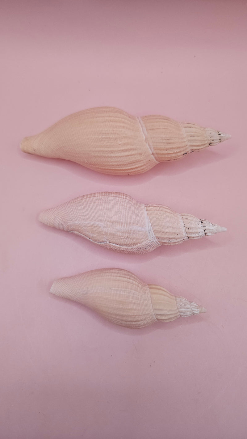 Set of three Fulgoraria nagouchii hyashi display shells in different growth stages