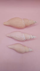 Set of three Fulgoraria nagouchii hyashi display shells in different growth stages