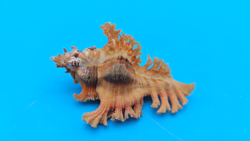 Murex crocatus shell, 2.2 inches, orange spiny fronds with intricate ridges, from Zambales, Philippines.