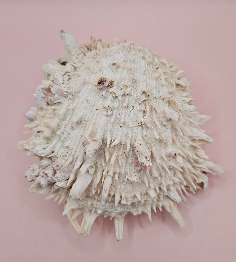 Spiky white Spondylus shell with ridged texture and sharp coral-like points, shown on a blue background