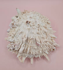 Spiky white Spondylus shell with ridged texture and sharp coral-like points, shown on a blue background