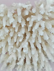 Vintage cream table coral with flattened branches – 10 x 6 x 7.5 inches coastal décor accent