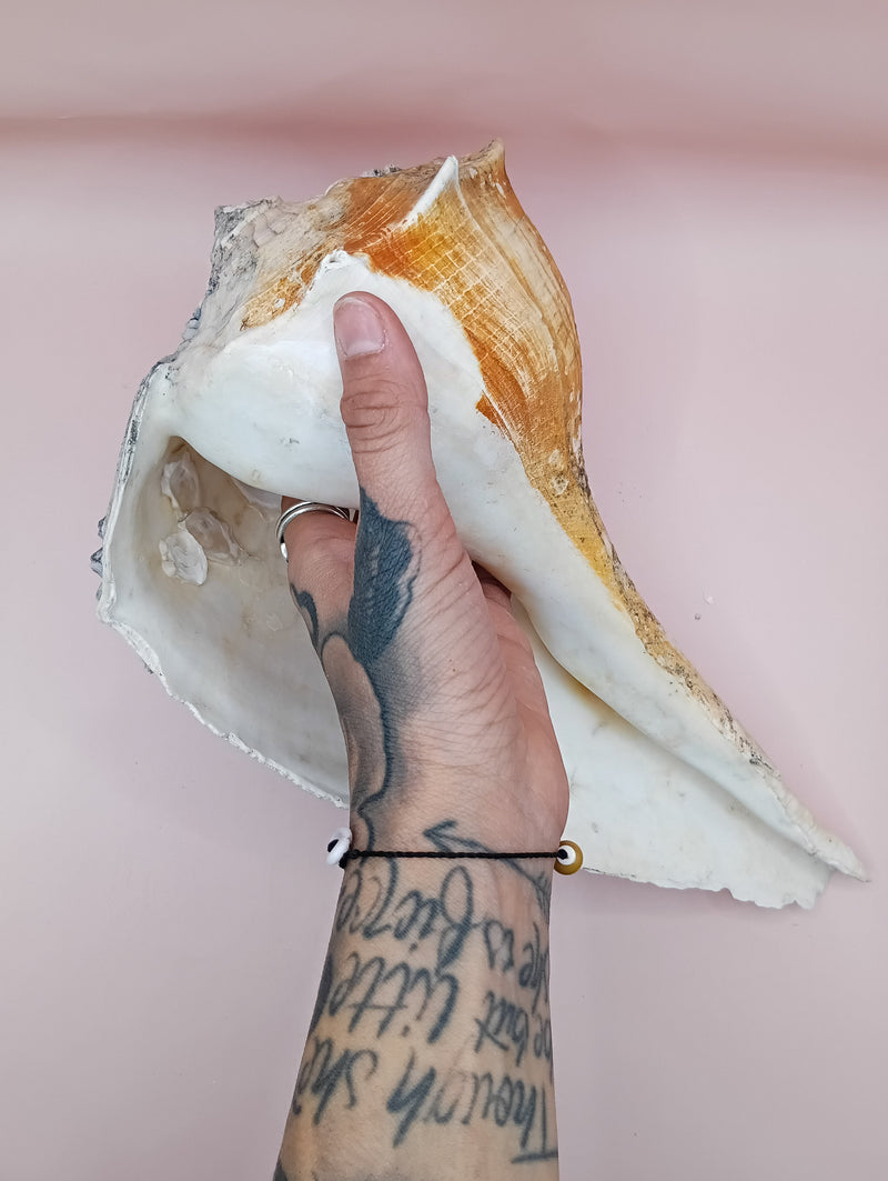 Lightning Whelk Display Shell With Barnacles 11.5"