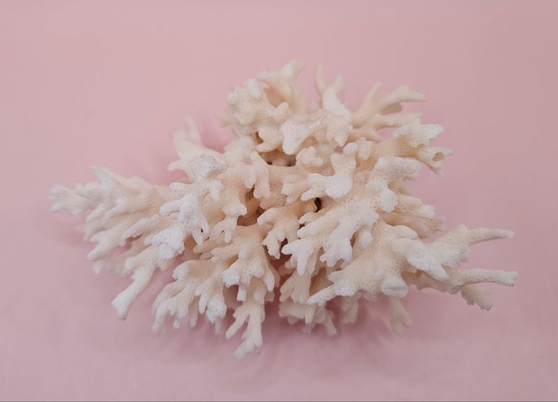 Table Coral Acropora hyacinthus Specimen – 5.3” Coastal Decor