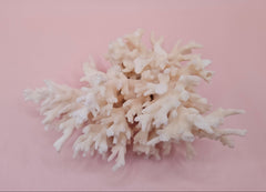 Table Coral Acropora hyacinthus Specimen – 5.3” Coastal Decor
