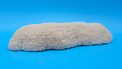 Vintage Oblong Bowl Coral – Elongated Cream Coral Specimen for Coastal Décor