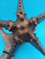 Hand carved wooden starfish coastal décor 9–10