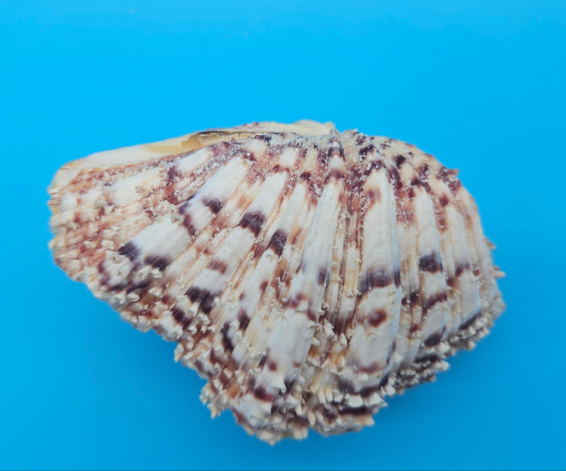 Bear Paw shell with intact knobs and textured ridges in cream, orange, and purple
