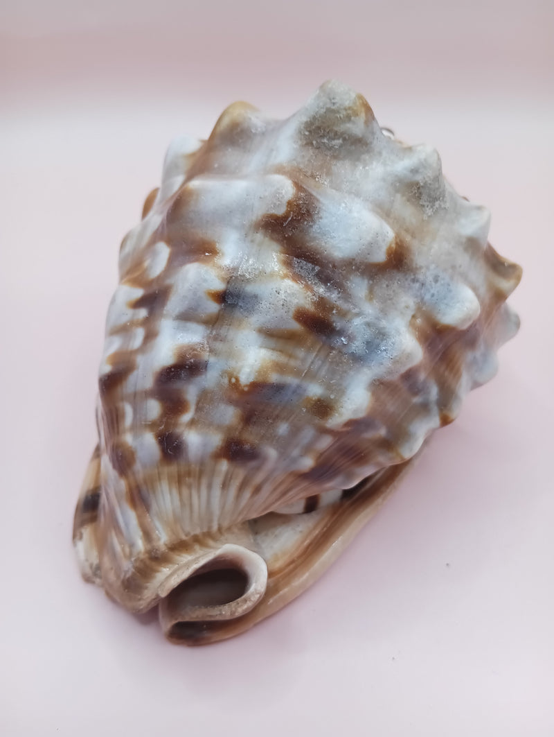 King Helmet Display Shell- Cassis flammea 4.8"