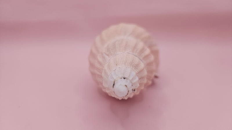 Fulgoraria nagouchii hashingi seashell with spiral ridges and soft peach color on pink background