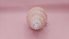 Fulgoraria nagouchii hashingi seashell with spiral ridges and soft peach color on pink background