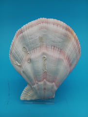 Swiftopecten swiftii scallop display shell pair 3.6 x 3.0 for coastal decor