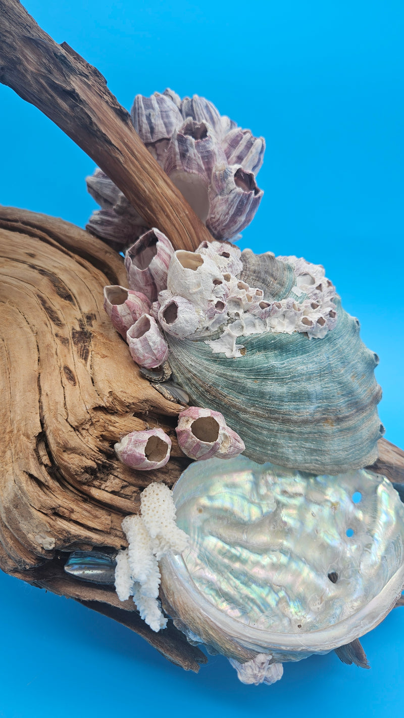 White coral, abalone shells, and barnacles mounted on grapevine wood coastal sculpture.