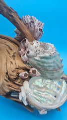 White coral, abalone shells, and barnacles mounted on grapevine wood coastal sculpture.