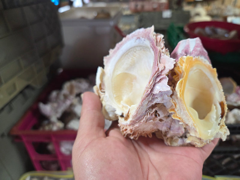 Barnacle cluster & Jewel Box shell natural combo