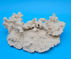 Merulina coral with ruffled fan shape and soft ivory texture on blue background