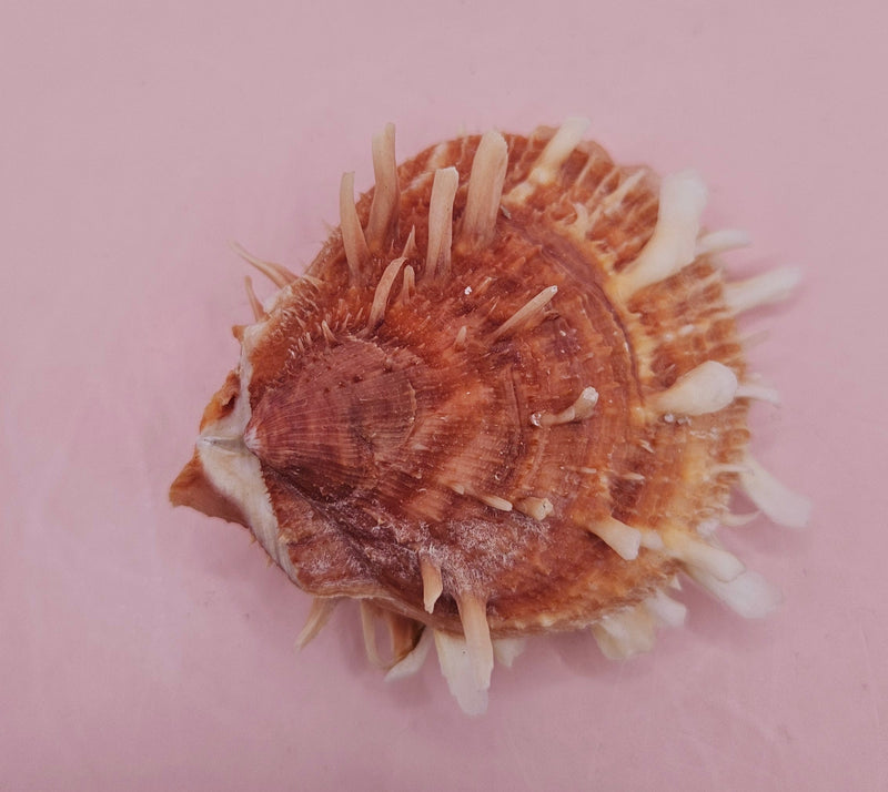  Hinged Spondylus shell with peach spines and ivory interior, 3 inches wide