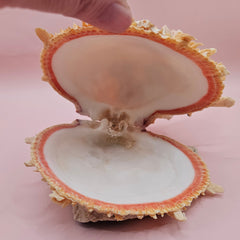 Spiked Spondylus display shell with barnacle clusters and cream-pink tones, 5.4 inches wide