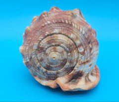 Bullmouth Helmet Shell 6.5