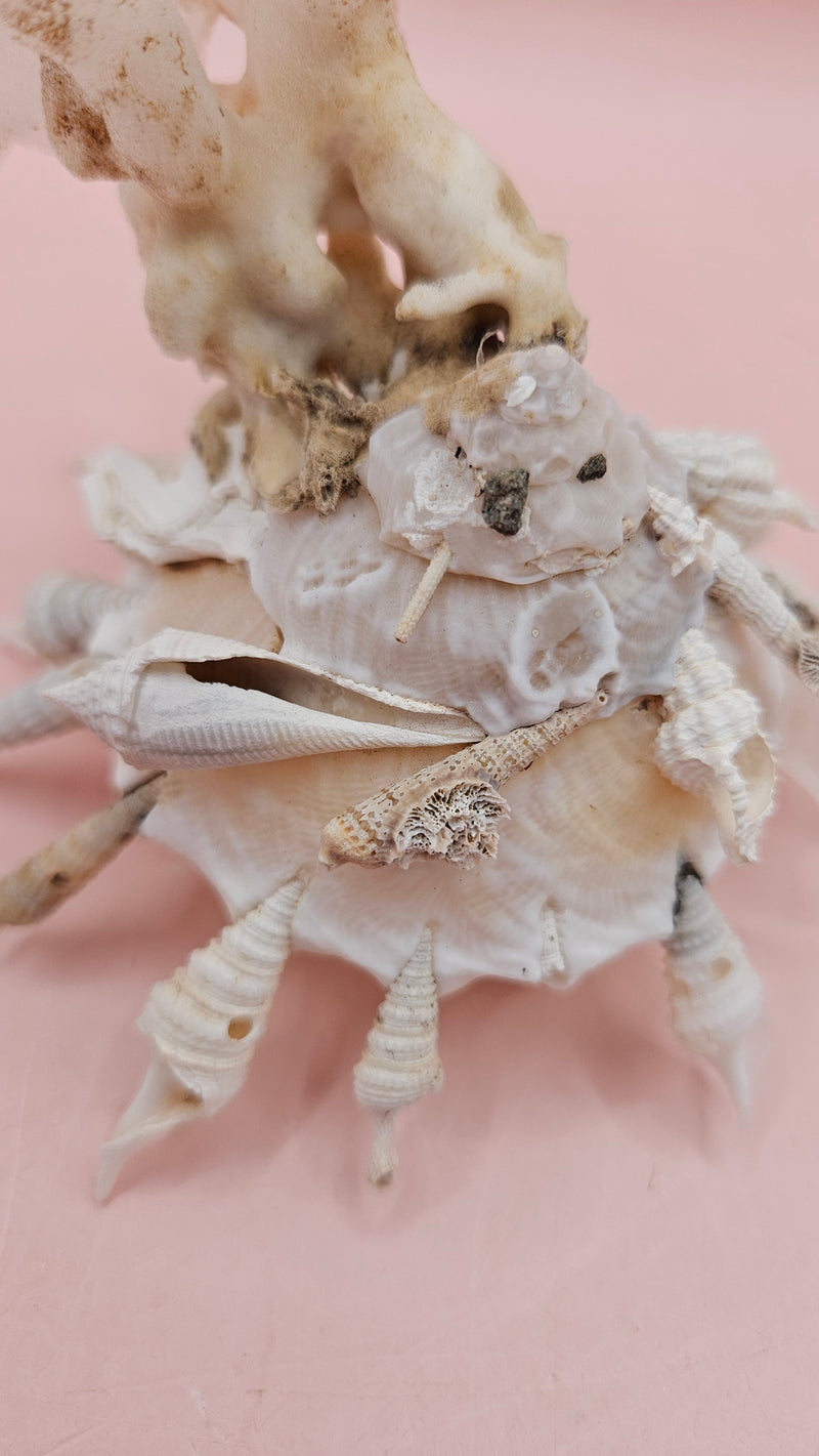  white display shell with attached coral on pink background