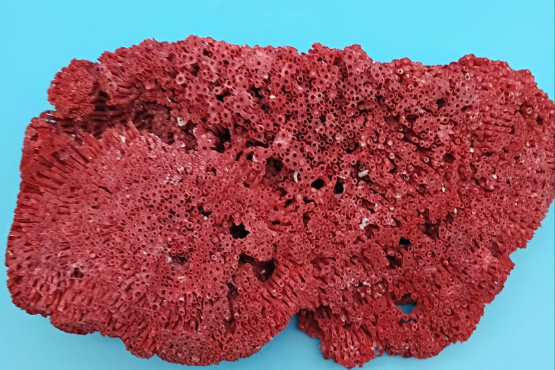 Vintage Red Pipe Coral 12x7x3.5 (Tubipora musica) Ocean Collectible