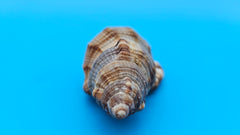4-inch Cymatium pileare shell with brown and gold ribbed texture for coastal display décor