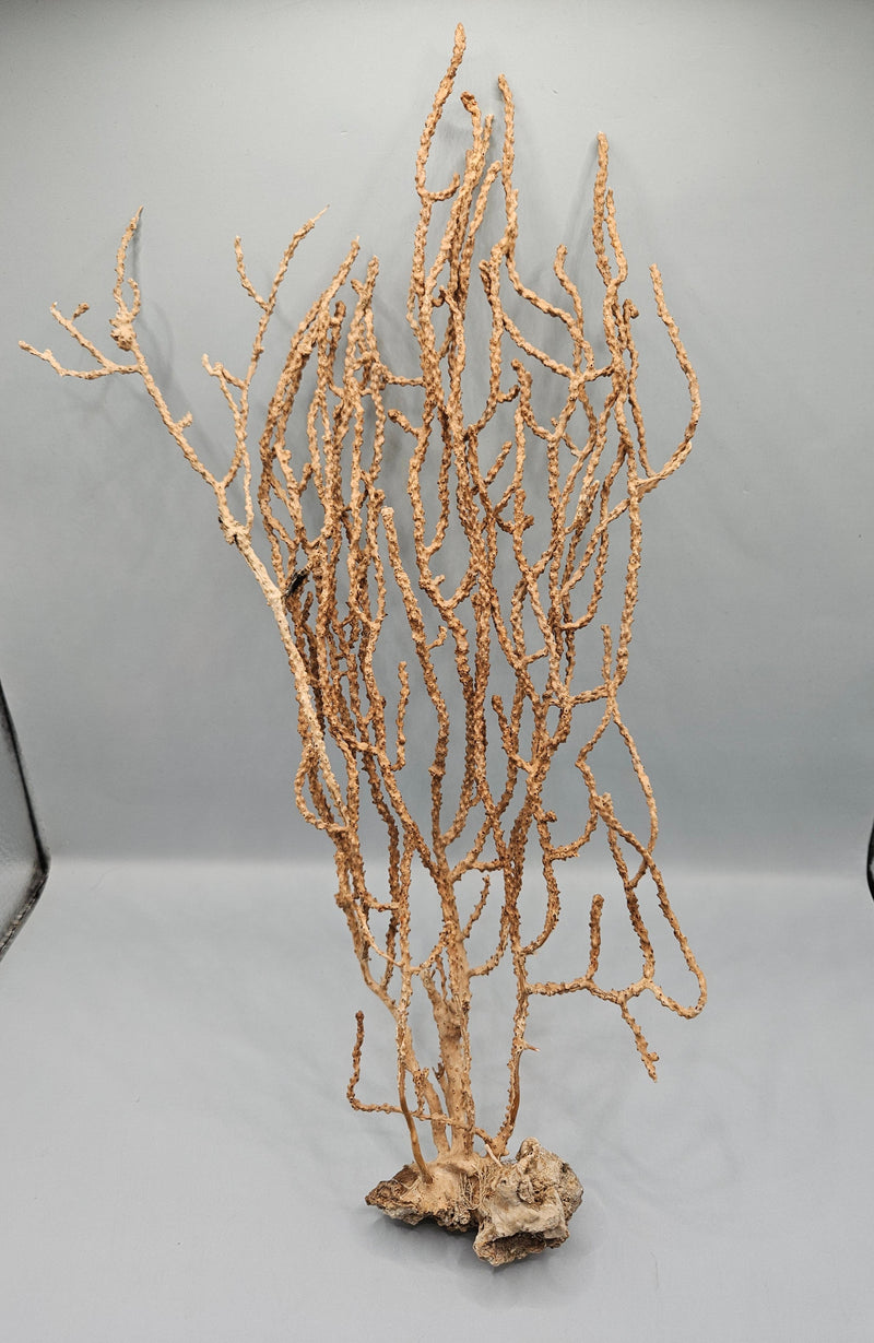 Natural sea fan coral, 14.75 inches  by 7.5 inches , with delicate branching, perfect for coastal or nature-inspired décor