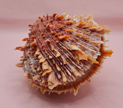 Trochus shell naturally fused to a spiny orange Spondylus shell, creating a bold textured sea display