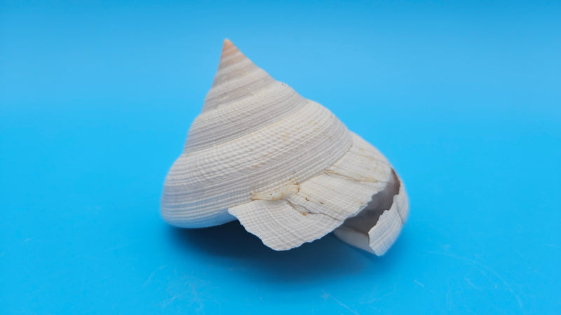  Rare Pleurotomaria hirasei spiral shell with operculum intact, natural creamy tones on blue background