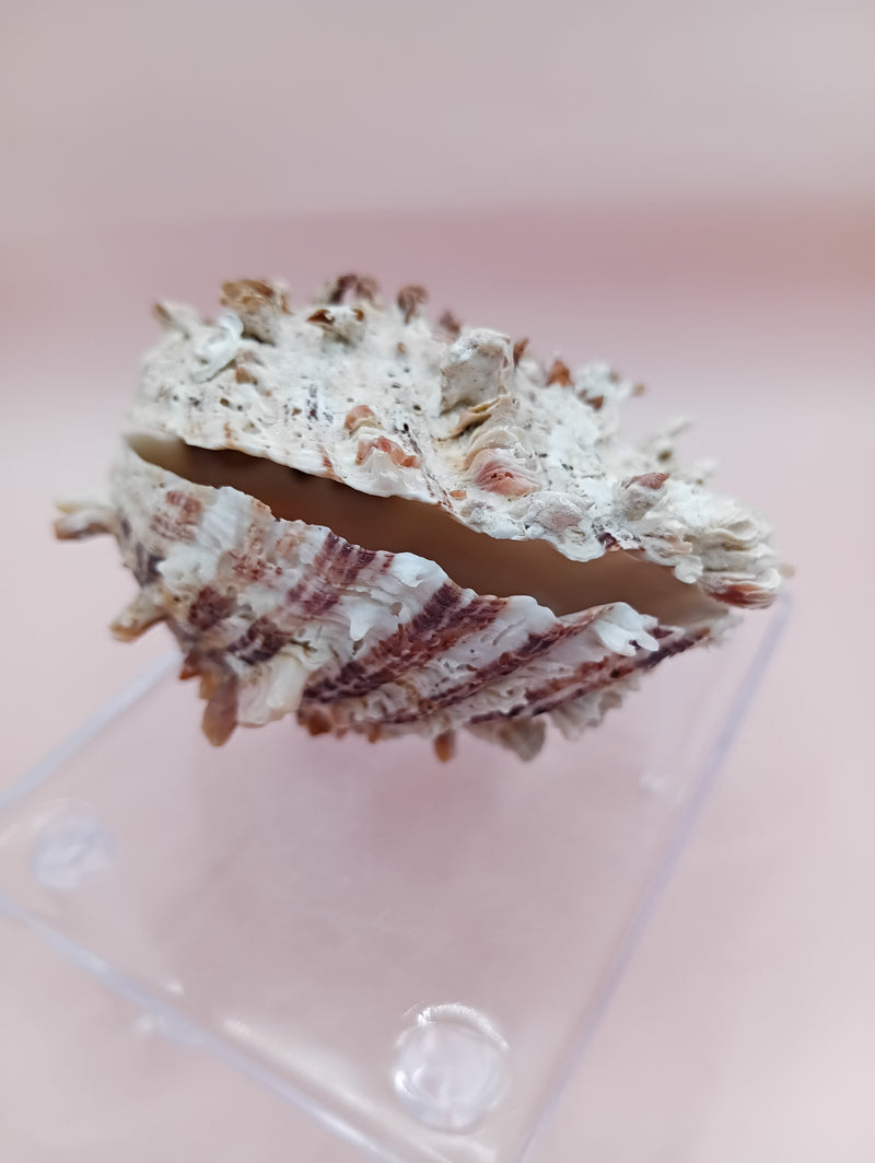 3.0" Hinged Spondylus shell with spiny ridges and cream-pink tones held in hand