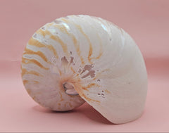 6-inch natural nautilus shell with smooth spiral pattern and creamy pearlescent finish.