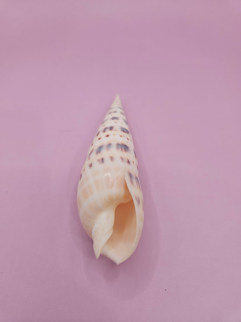 Marlin Spike shell, elongated shell with patterns, 4-inch sea shell, detailed coastal shell decor, collectible marine shell