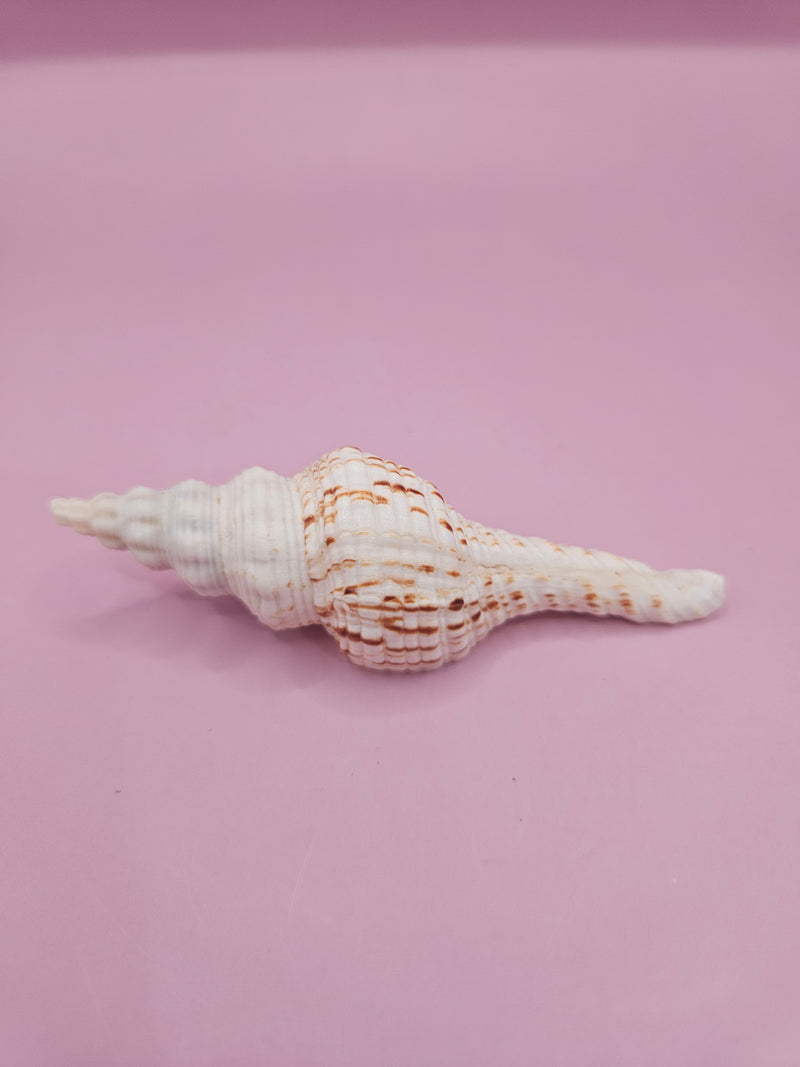 Close-up of a 3.7-inch Nicolas Spindle Shell, showcasing its natural spiral design and smooth surface. Accompanied by documentation, ideal for collectors and marine enthusiasts