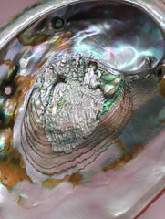 Red Abalone Shell with Iridescent Interior – 8.5