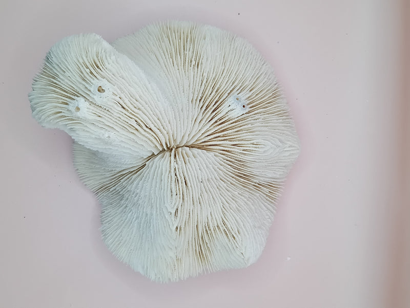 Vintage White Mushroom Coral- Fungia fungites