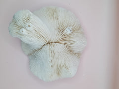 Vintage White Mushroom Coral- Fungia fungites