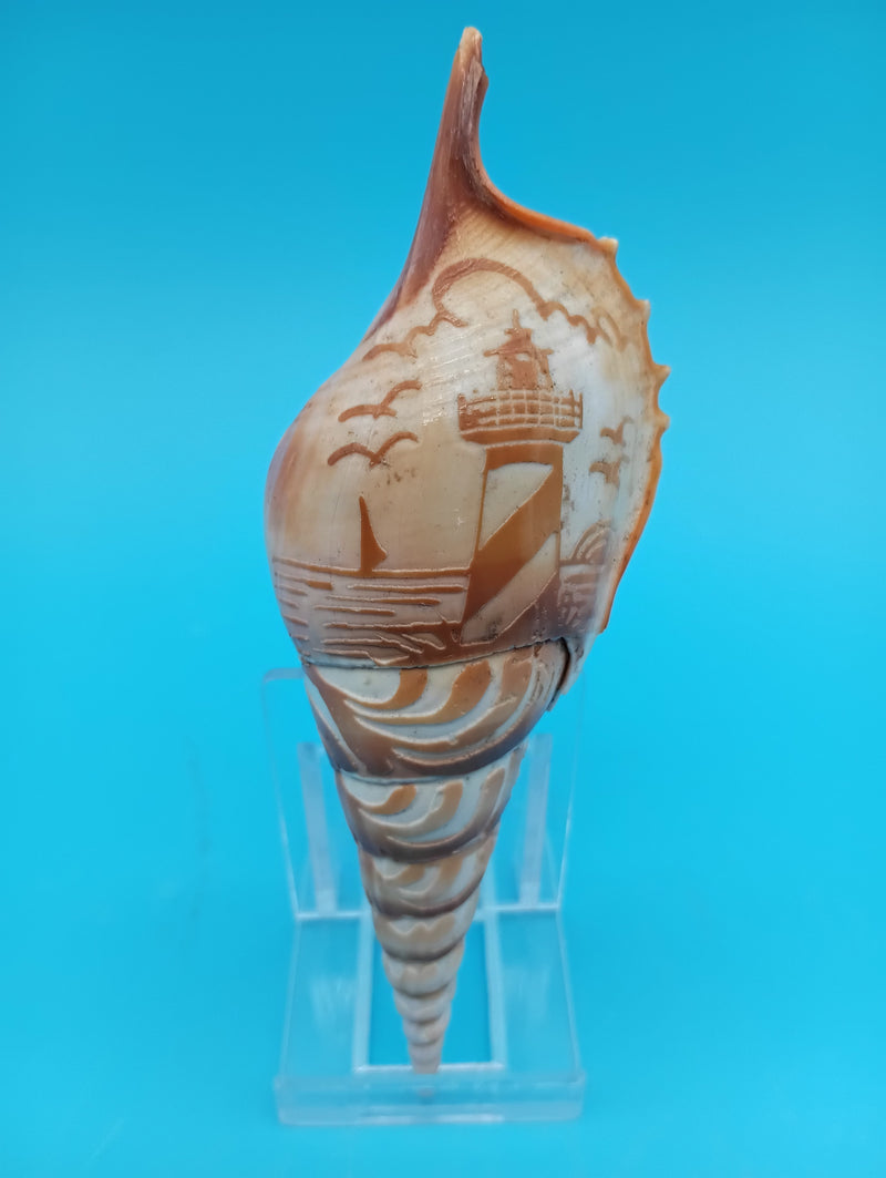 4.7" carved Tibia shell with lighthouse scene and seabirds