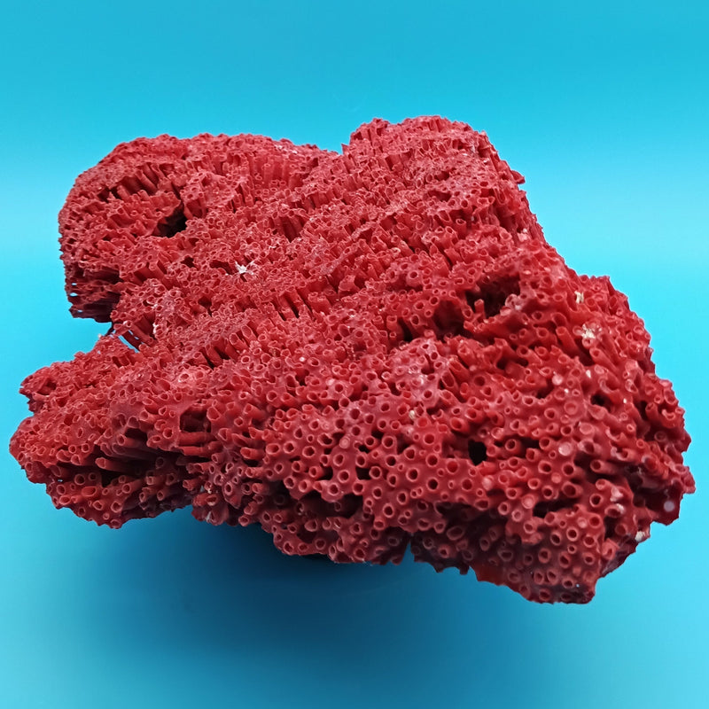 Vintage Red Pipe Coral 12x7x3.5 (Tubipora musica) Ocean Collectible