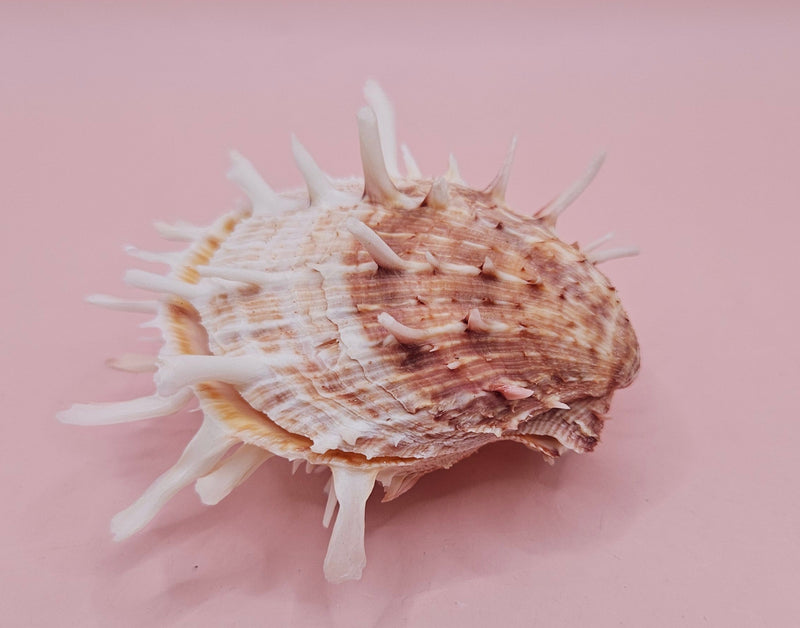 Spiny Spondylus shell with coral and ivory coloring on pink background, measuring 3.2 inches wide