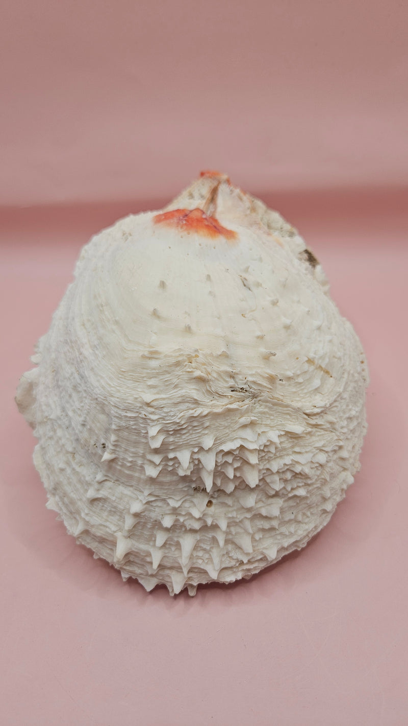Spiny Spondylus shell with white ridges and orange tip on pink background
