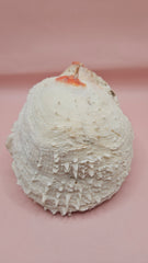 Spiny Spondylus shell with white ridges and orange tip on pink background