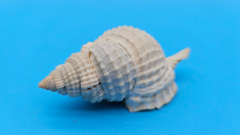 3-inch Distorsio clathrata shell in creamy white with lattice texture for coastal display décor