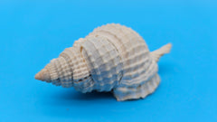 3-inch Distorsio clathrata shell in creamy white with lattice texture for coastal display décor