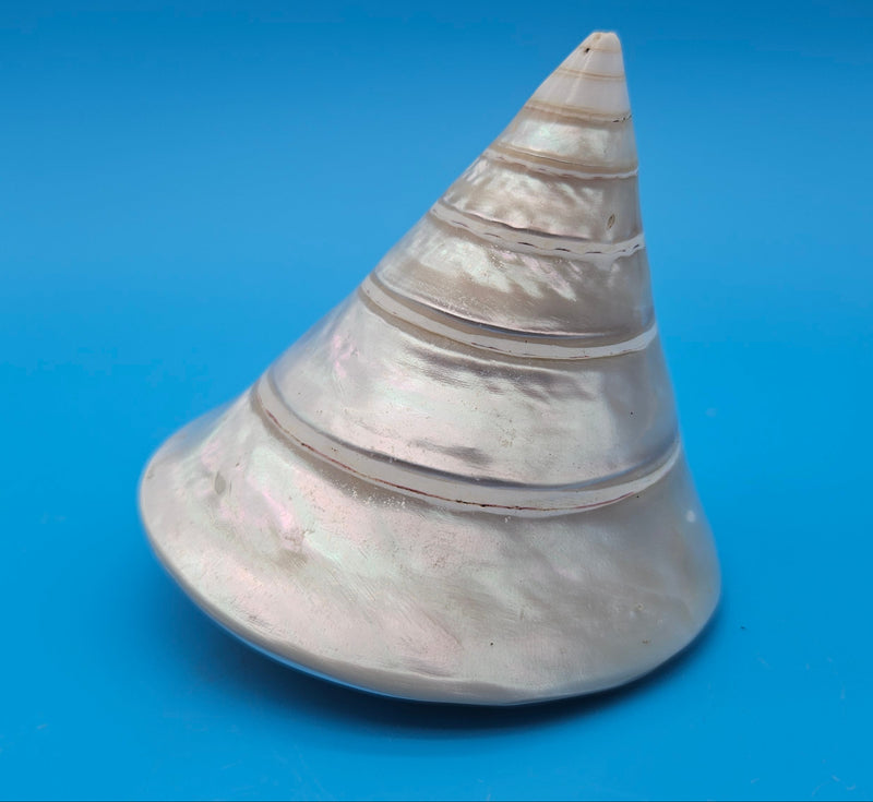 Polished pearled Trochus niloticus shell with spiral shape and iridescent finish on a bright blue background