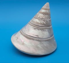 Polished pearled Trochus niloticus shell with spiral shape and iridescent finish on a bright blue background